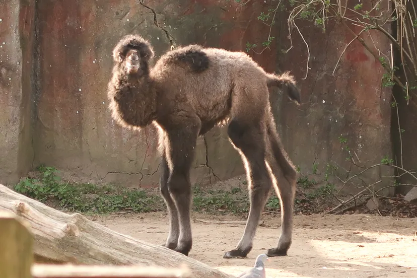 kameeltje geboren in dierenpark amersfoort