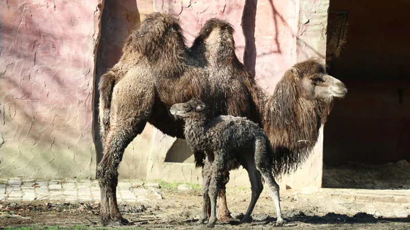 kameeltje samen met zijn moeder e1584026442324