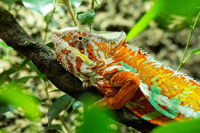 kameleon nieuwste bewoner in dierenpark amersfoort