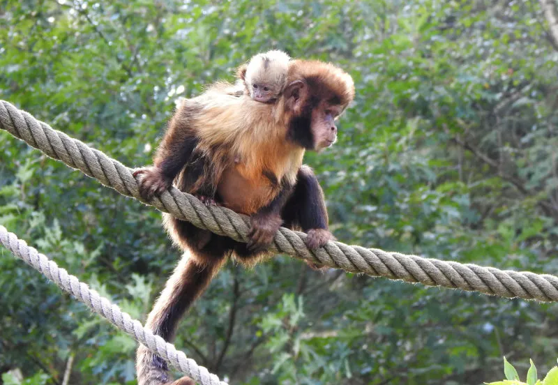 kapucijnaapje spiekt mee vanaf de rug van moeder e1600068797351