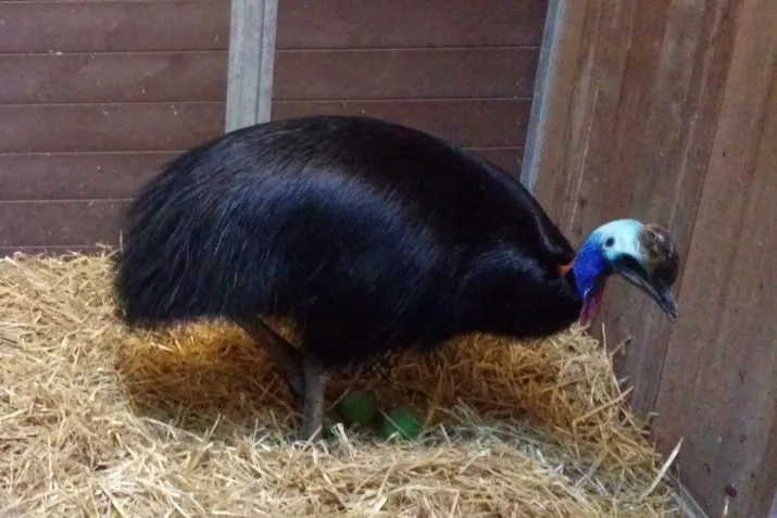 kasuaris jos met eieren 2 e1492694578460