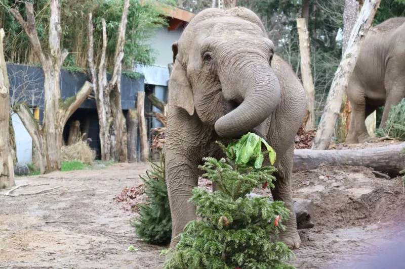 kerstboom olifanten 1 e1577717051595