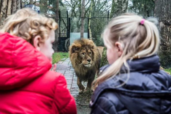 kinderen en leeuw e1525284860593