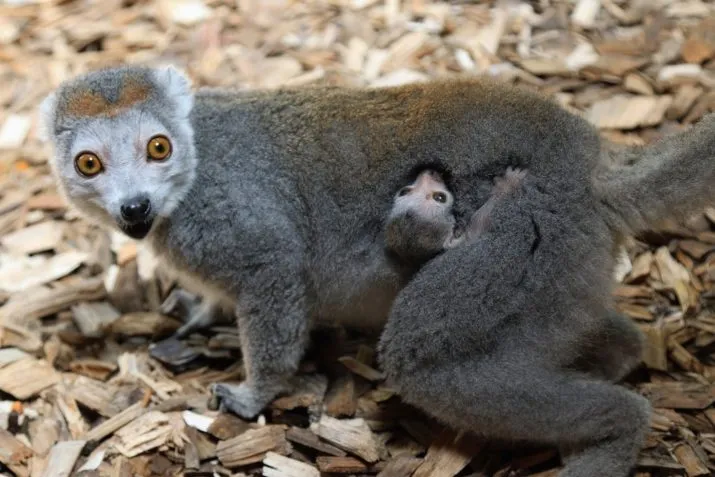 kroonmaki moeder en jong e1494935940511