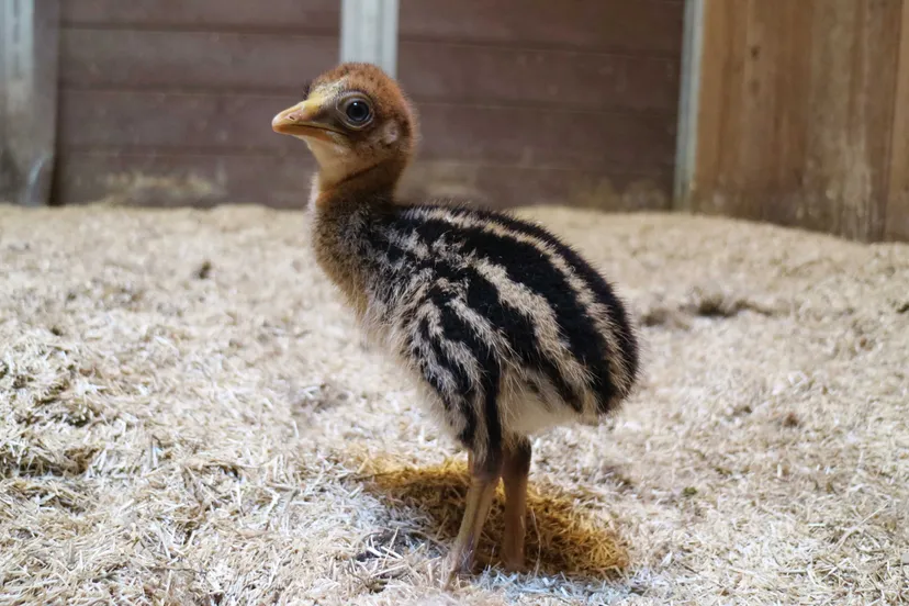 kuiken kasuaris juni 2018 1