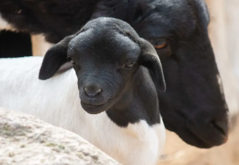 lammetje zwartkopschaap kijkt nieuwsgierig rond e1556624145100