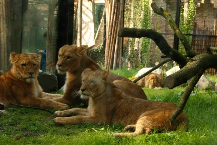 leeuwen maken kennis 1 e1506016471684