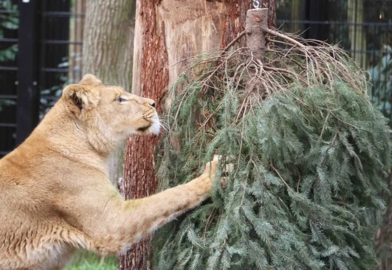 leeuwin speelt met kerstboom e1546793050858