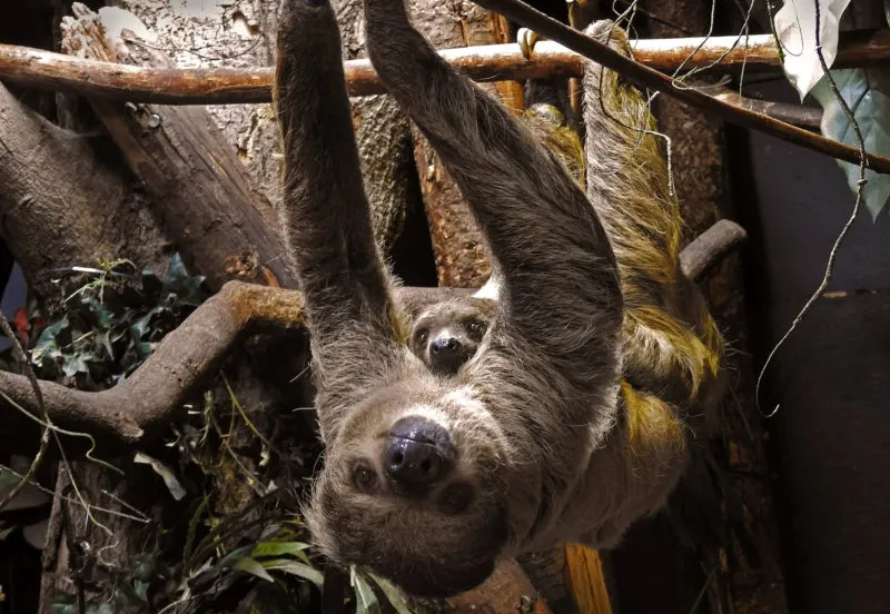 luiaard amaka met kleintje e1594834020979