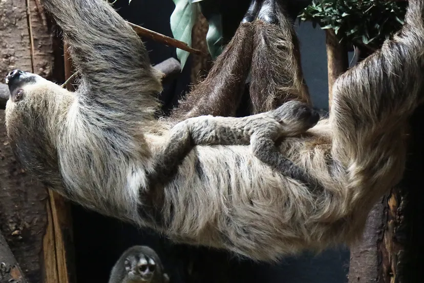 luiaard hangt op buik moeder