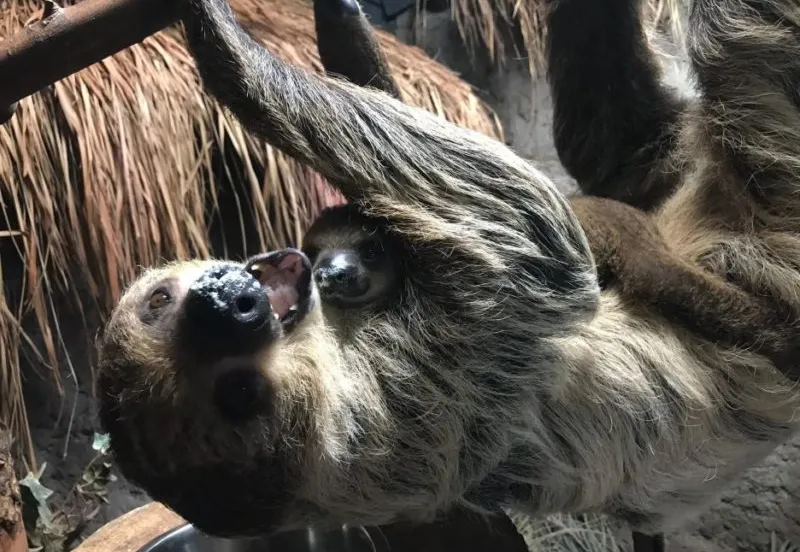 luiaardjong op de buik van de moeder e1553110151673