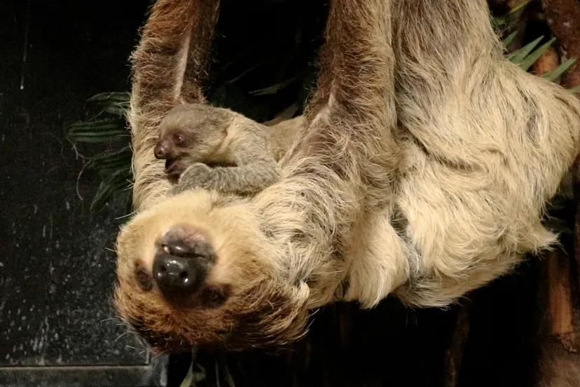 luiaards worden ondersteboven geboren de pasgeboren luiaard klimt daarna direct op de buik van de moeder