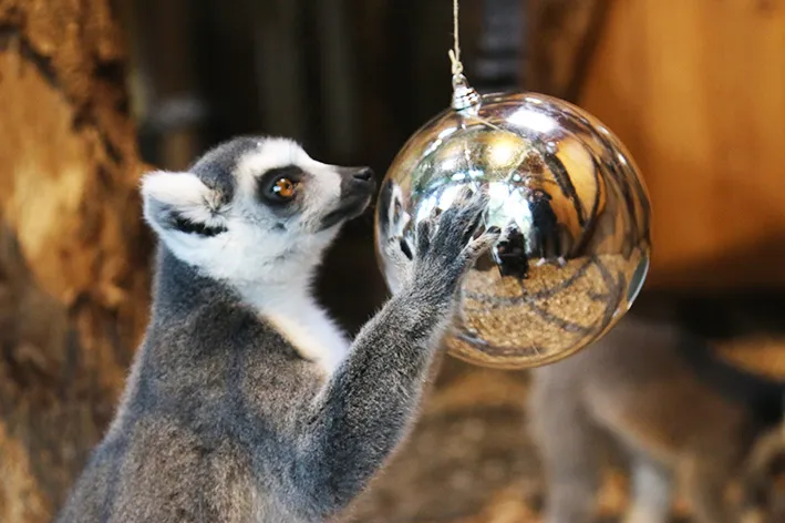 maki houdt kerstbal vast