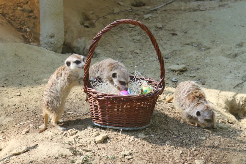 mandje met paaseitjes voor de stokstaartjes