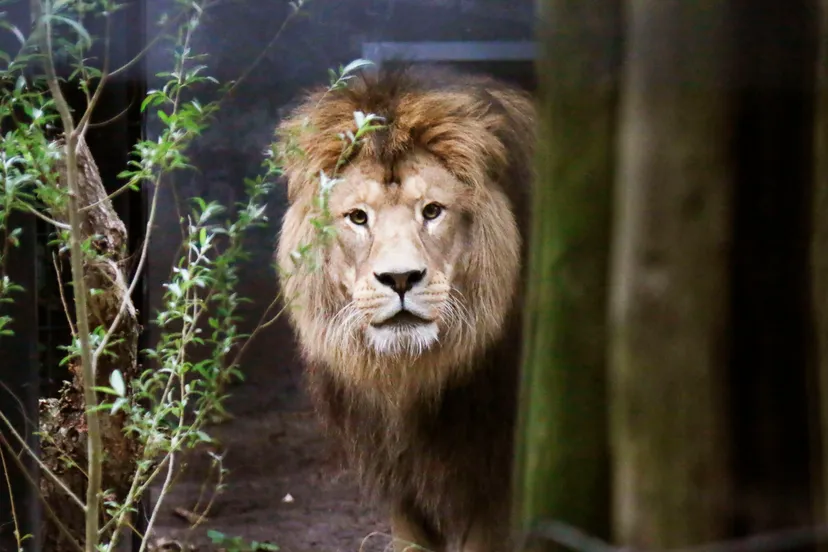 mannetjesleeuw ramzes 1