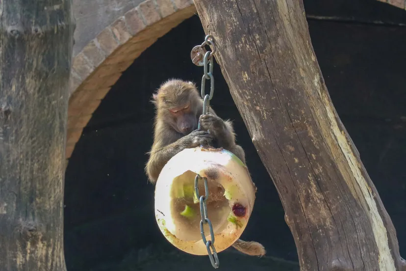 mantelbaviaan met ijsje