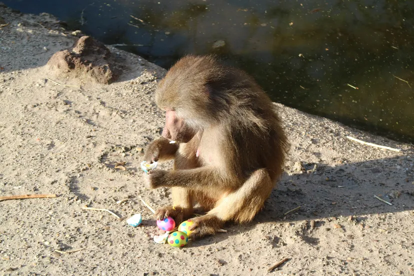 mantelbaviaan peuzelt paasei op