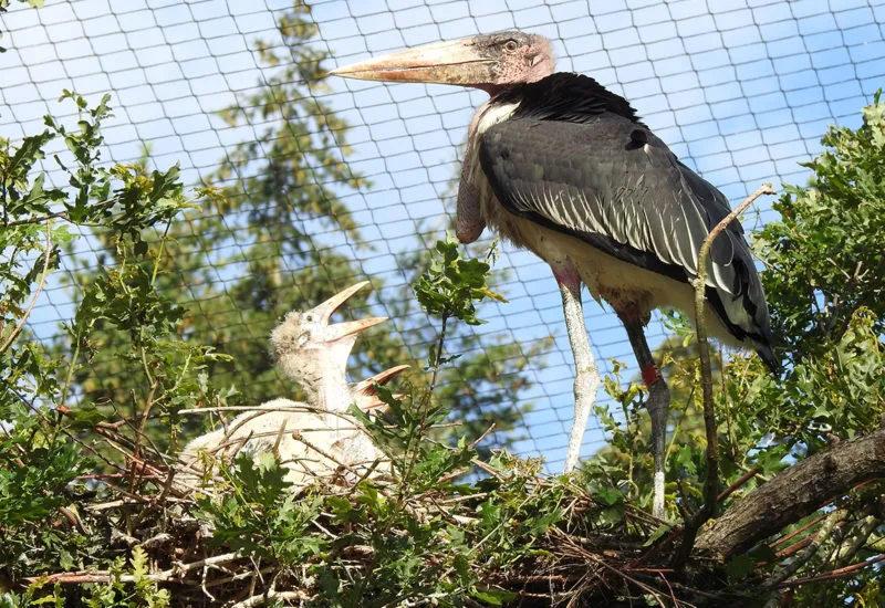 maraboekuikens e1595012258629