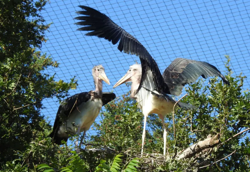 maraboekuikens spreiden vleugels e1599464023561