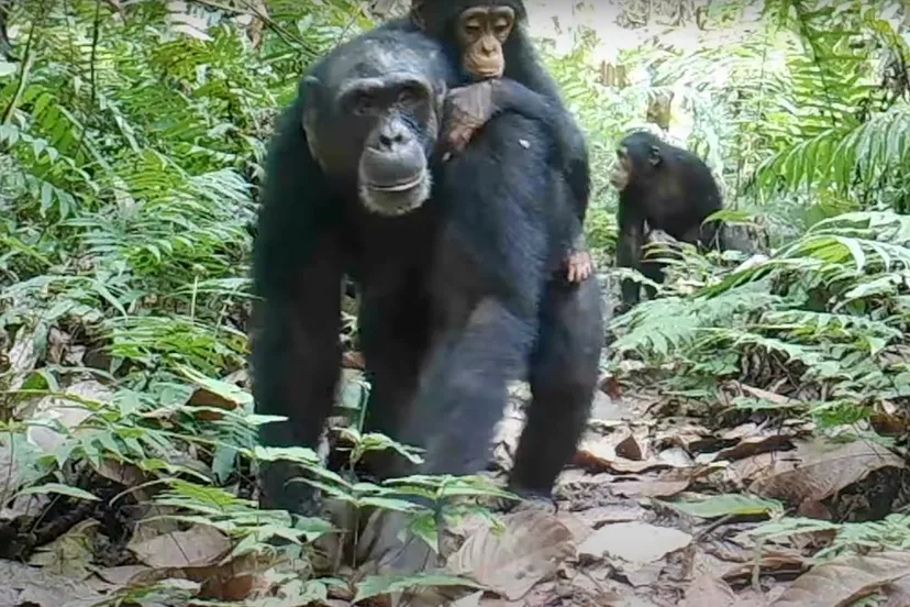 met steun van het dierenpark amersfoort wildlife fund heeft de organisatie african conservation foundation een regenwoudcorridor kunnen opzetten tussen twee gebieden