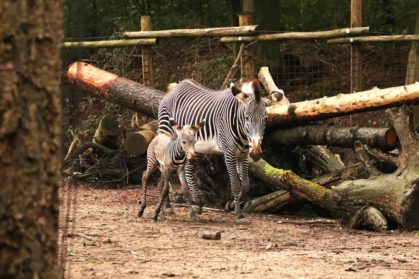 moeder en jong maken het goed
