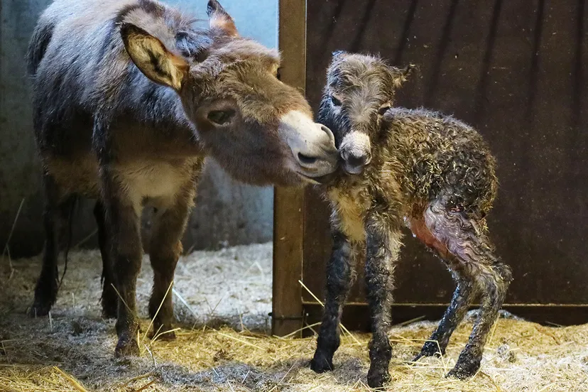 moeder likt veulen bonnie schoon