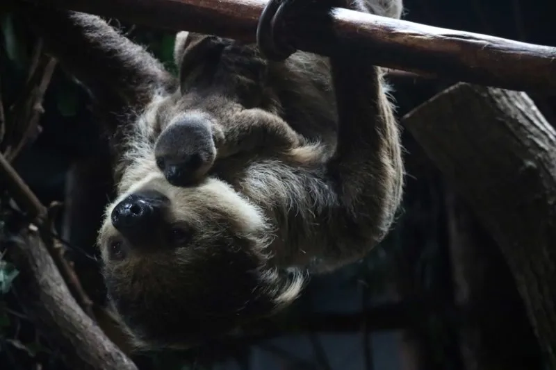 moeder met luiaardjong e1545914559792