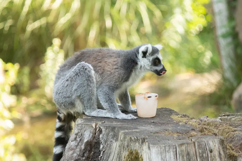 nederland kent momenteel tropische temperaturen en daarom krijgen de dieren een verfrissende en ijskoude traktatie