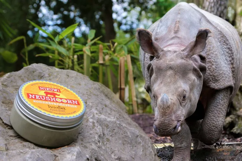 neushoorn zonnebrandcreme in dierenpark amersfoort e1597827966370