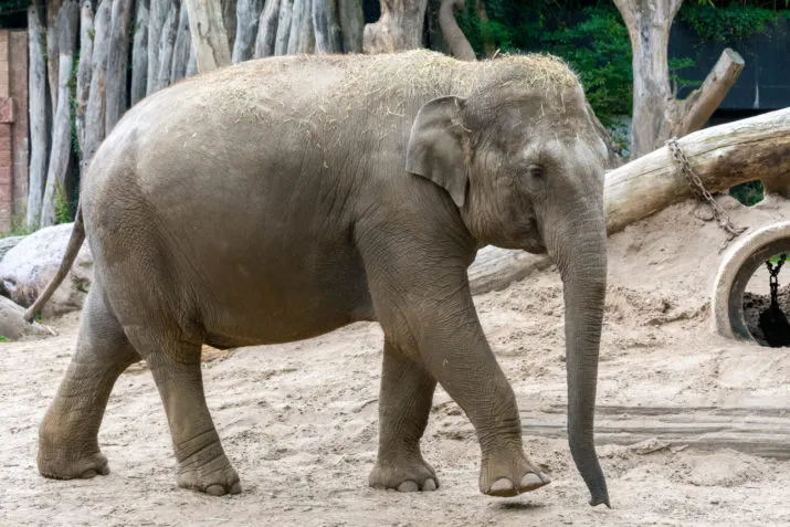 olifant kina e1504898706816