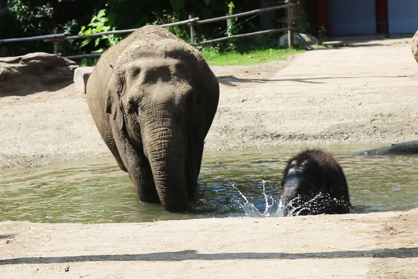 olifanten hebben waterpret in dierenpark amersfoort