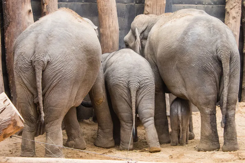 olifantenbillen e1580301959685