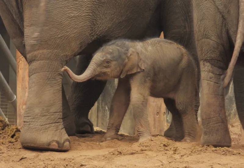 olifantje geboren in dierenpark amersfoort e1605433975362
