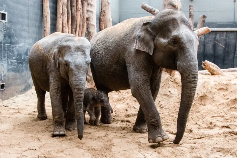 olifantje met moeder en zus