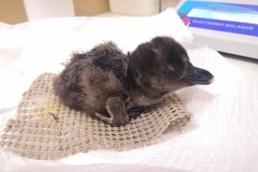 onder andere organisaties die zich inzetten voor de indische neushoorn en de zwartvoetpinguin zijn gesteund beeld sanccob