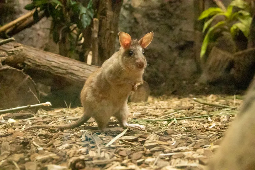 onlangs veranderde de status van onder andere de votsotsa en de laponderaap in negatieve zin