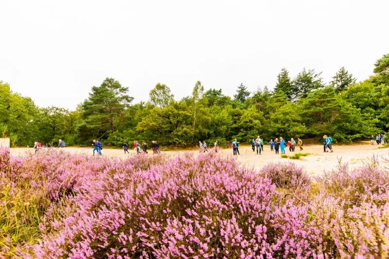 ontwerp zonder titel