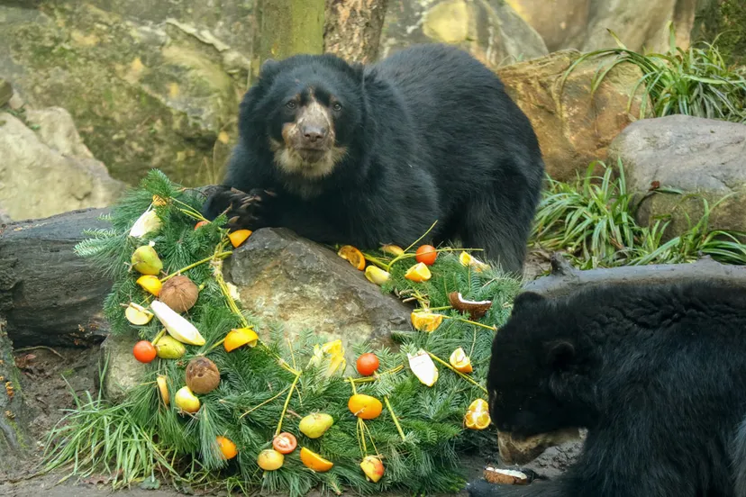 onze nieuwste dierbewoners de brilberen zijn ontzettend nieuwsgierig en onderzoeken de smakelijke hapjes vol interesse