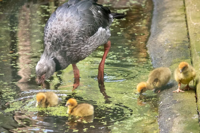 ook eten zij goed van het kroos dat wij uit de olifantenpoel scheppen