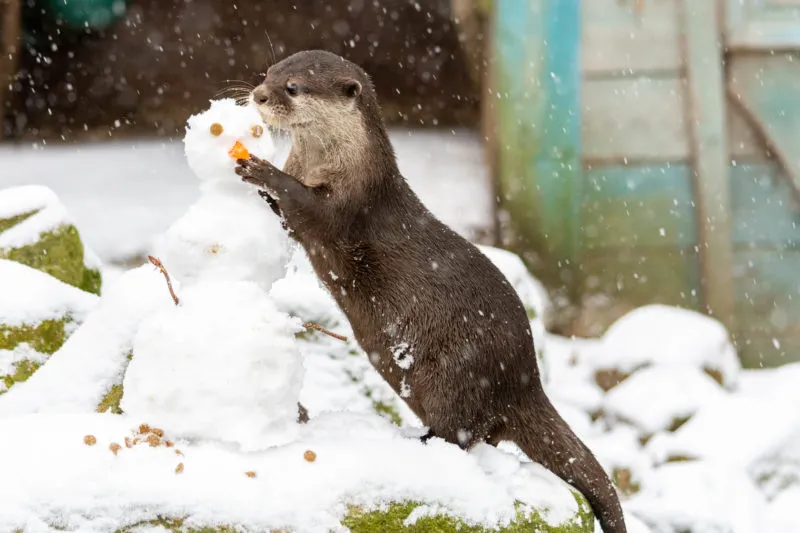 otter met sneeuwpop e1548191351646
