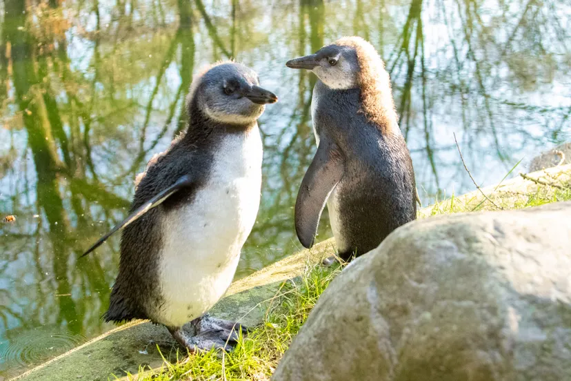 pinguins zijn echte zeevogels dus zwemmen kunnen zij als een van de beste