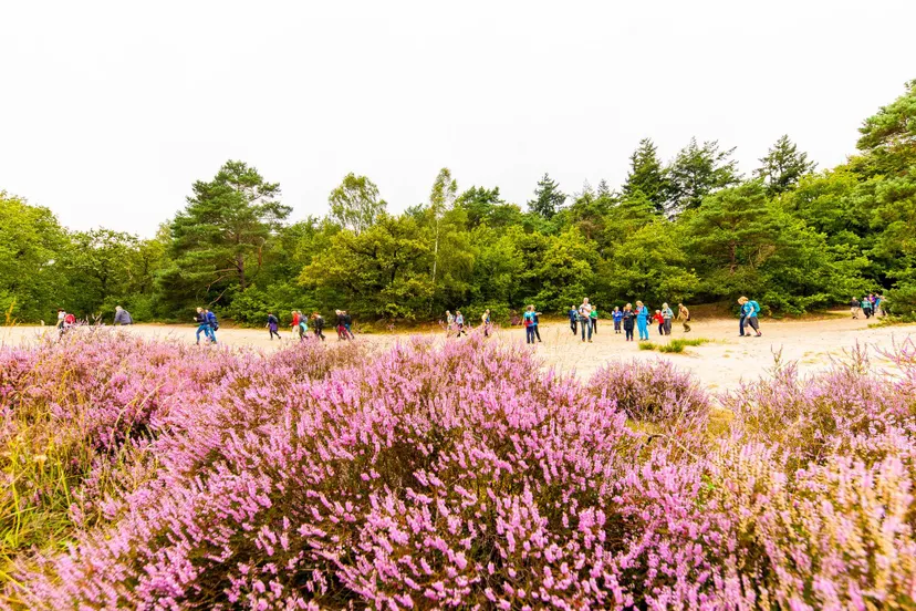 pink ribbon soester wandelweekend paarse heide