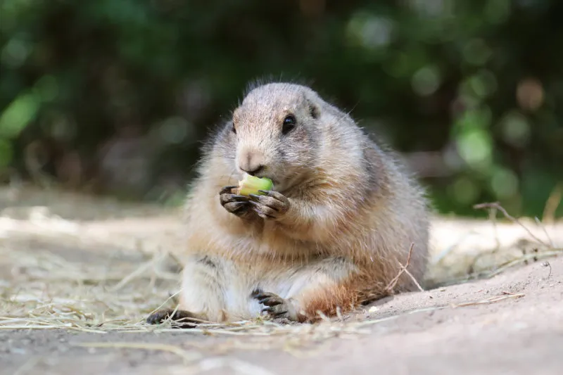 prairiehondje knabbelt aan eikeltje in het verblijf e1600869951983