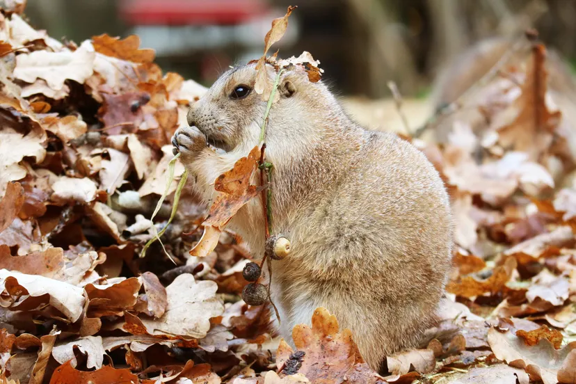 prairiehondjes krijgen bladeren 5