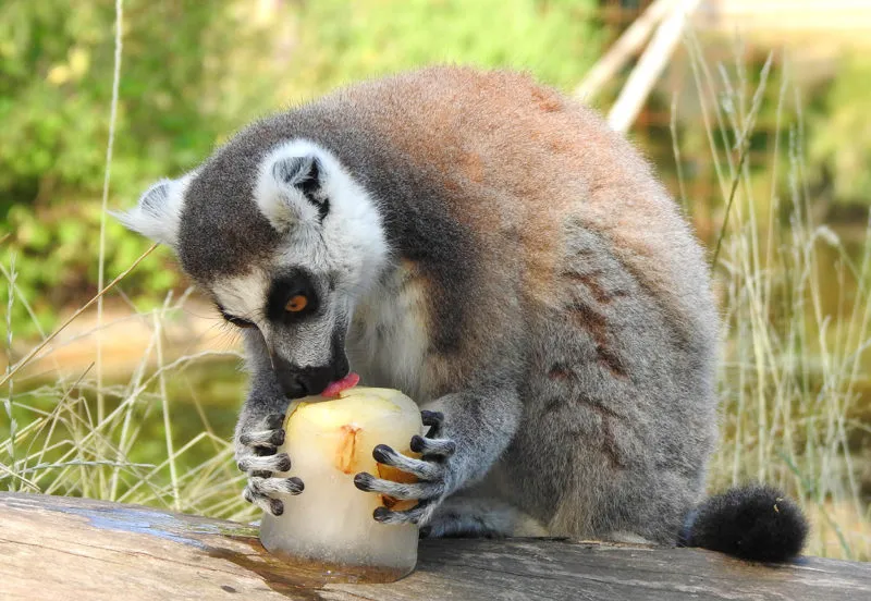 ringstaartmaki met ijsje in dierenpark amersfoort e1594834296883