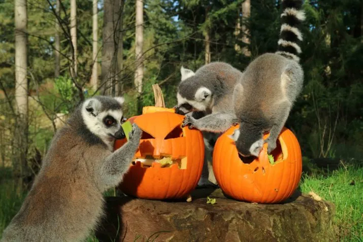 ringstaartmakis genieten van de pompoenen e1509209552531