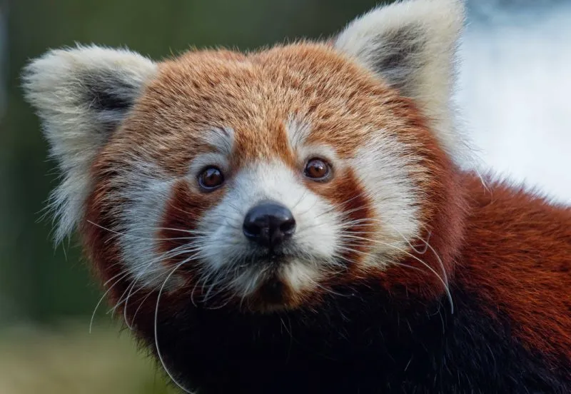 rode panda e1547990604200