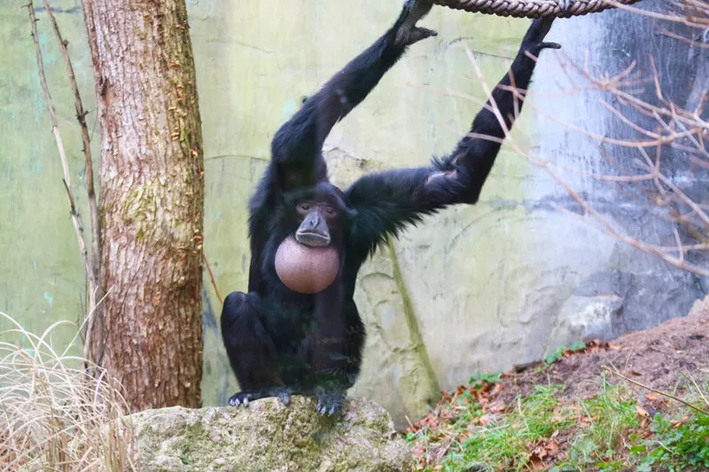 siamang zingt liefdeslied e1582622010451