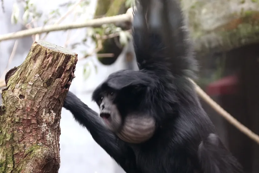 siamang zingt serenade