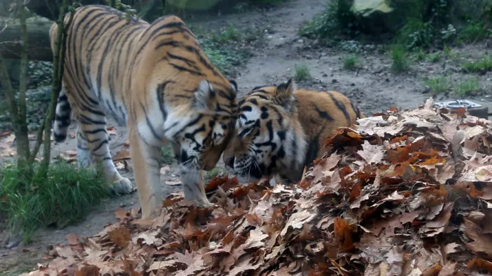 sibersiche tijgers angara links en ilya rechts in de herfstbladeren e1508501934597